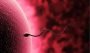 Testisler ve Sperm
